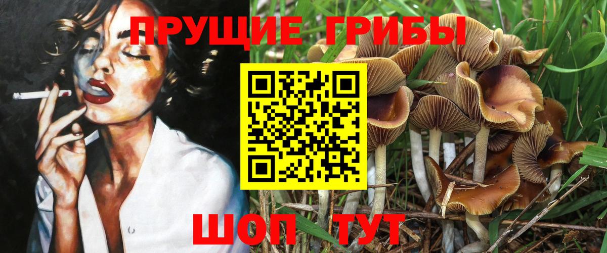 Черногорск  Галлюциногенные грибы прущие грибы  Вход с VPN 